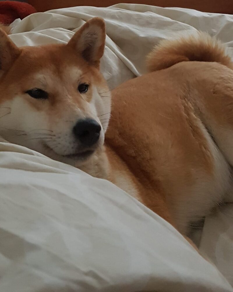 Nessie vous souhaite une belle journée . Elle reste au chaud avec son gros bidon. Bébés en route à partir du 24 décembre 🤫