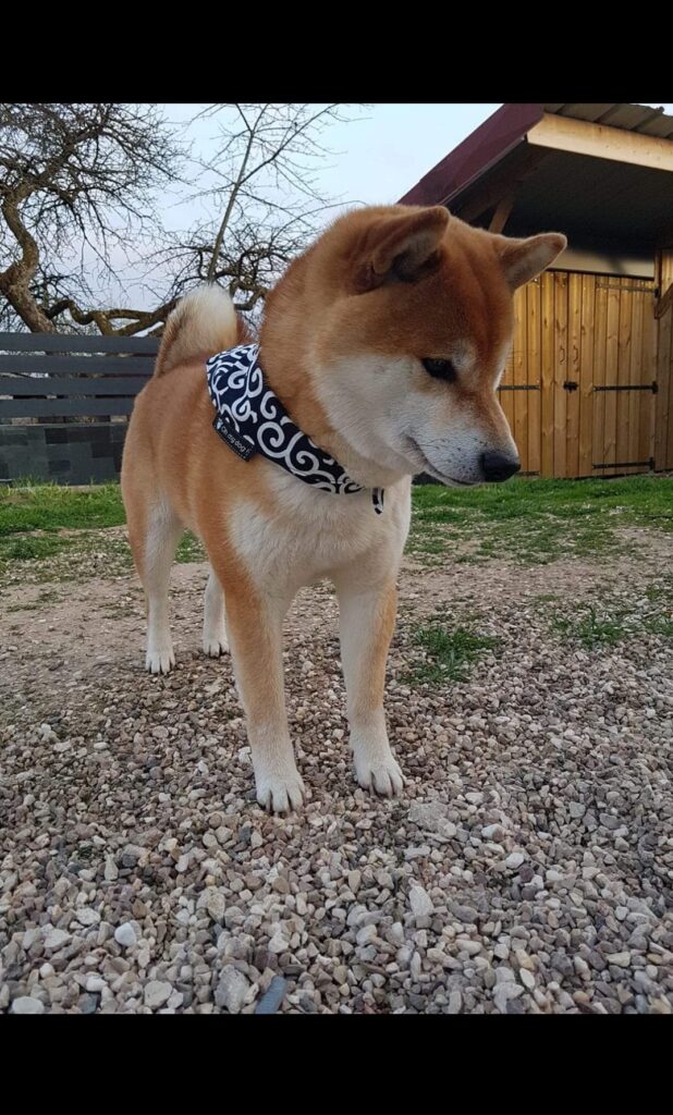 Mara-shimas Fujinami Fuji est né aux Pays-Bas 🇳🇱 Mère: multi-championne et championne du Monde Copperdots Beikoku Riko ❤ origine USA 🇺🇸 Père: multi-champion …