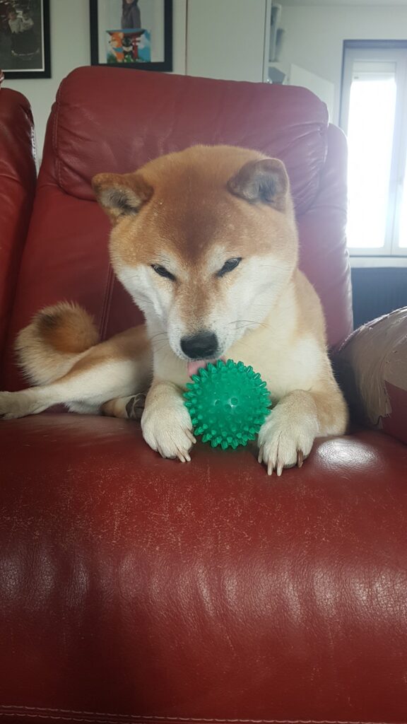 Mara-shimas Fujinami Fuji est né aux Pays-Bas 🇳🇱 Mère: multi-championne et championne du Monde Copperdots Beikoku Riko ❤ origine USA 🇺🇸 Père: multi-champion …