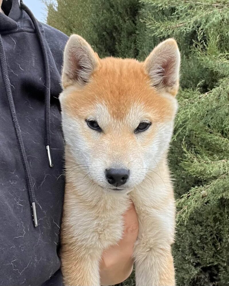 Tupac’s gaze 🦊👁️👁️🦊 Tupac du Royaume d’Akuma 3 mois