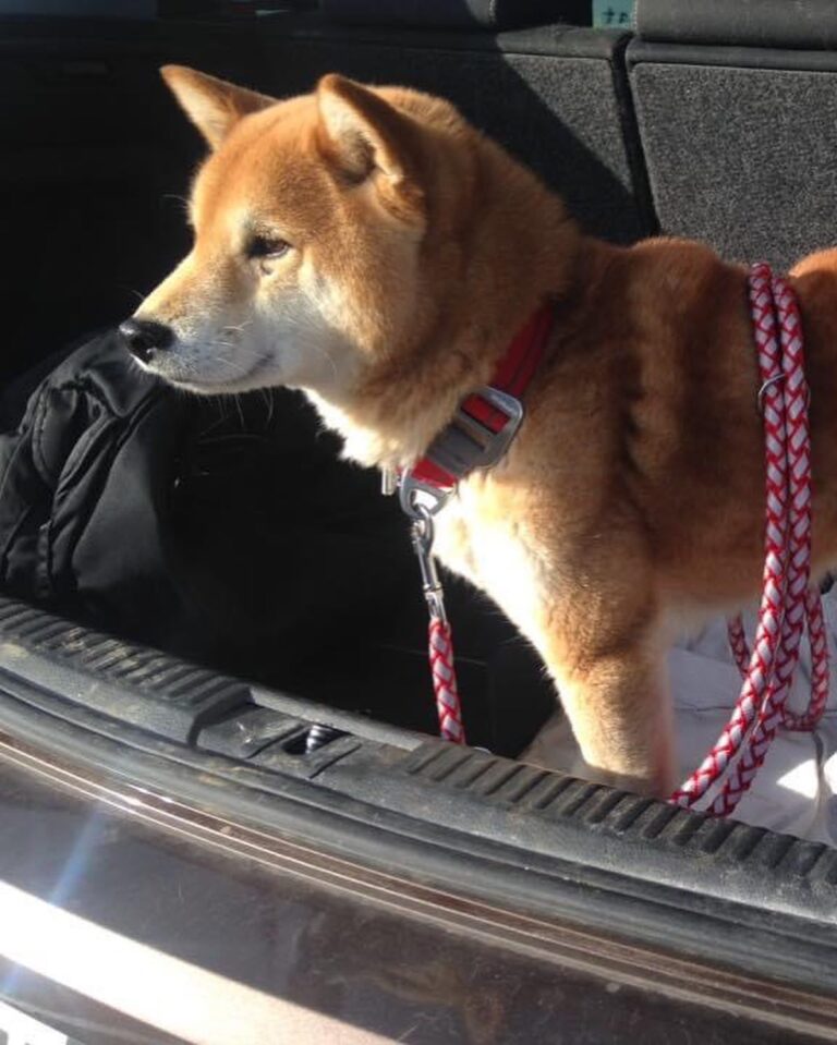 Chiot Shiba Inu habitué à la voiture avant son départ en famille
