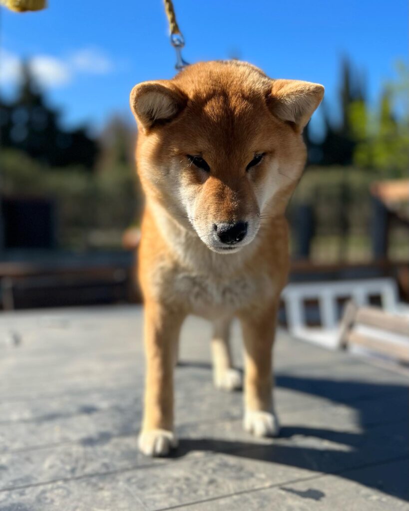 Tanaka Masako du Domaine de No Way, Shiba Inu présenté au Royaume d’Akuma