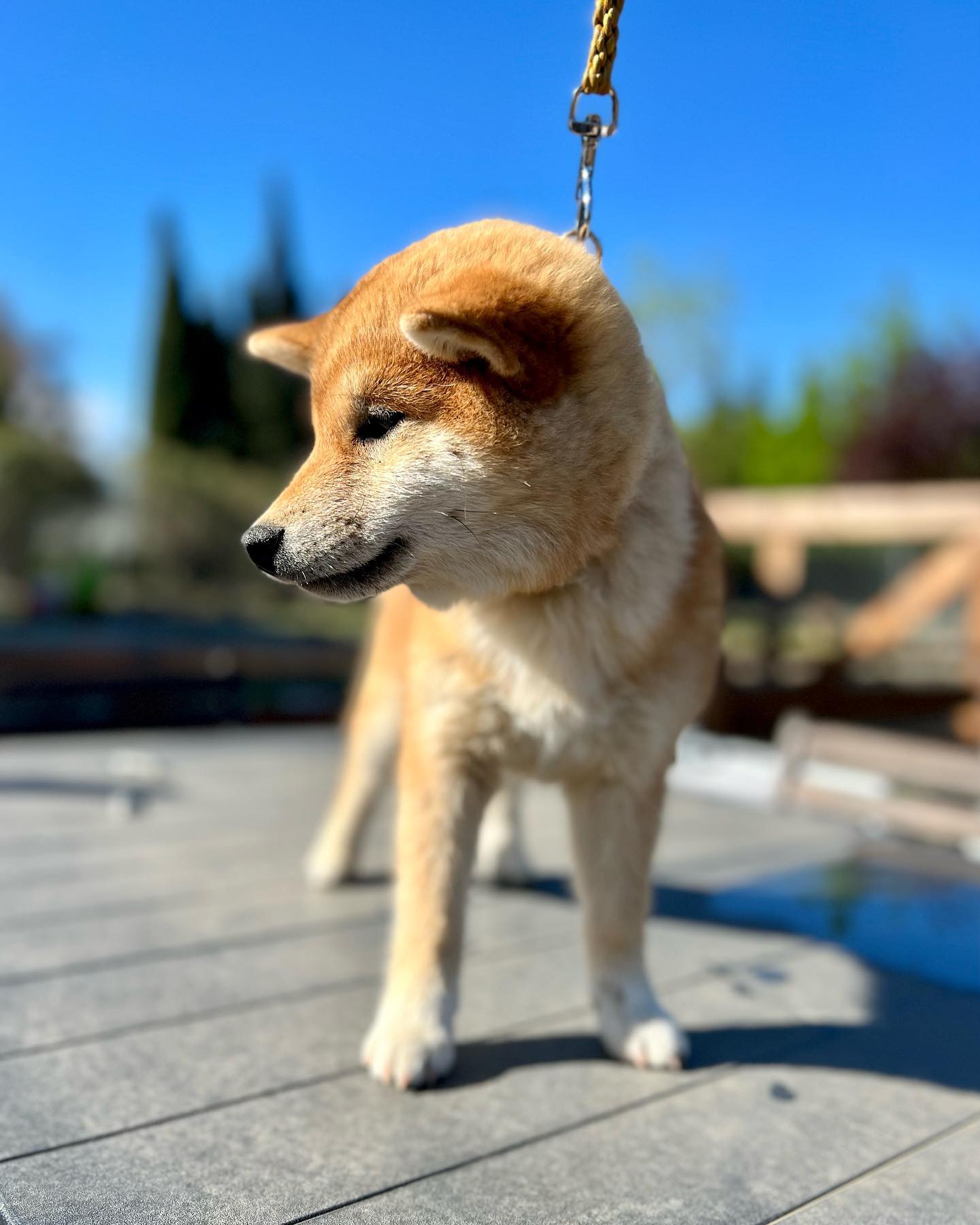 Taïko du Royaume d’Akuma 4 mois (Fohmingold Yutaka X Mara-Shimas Fujinami)