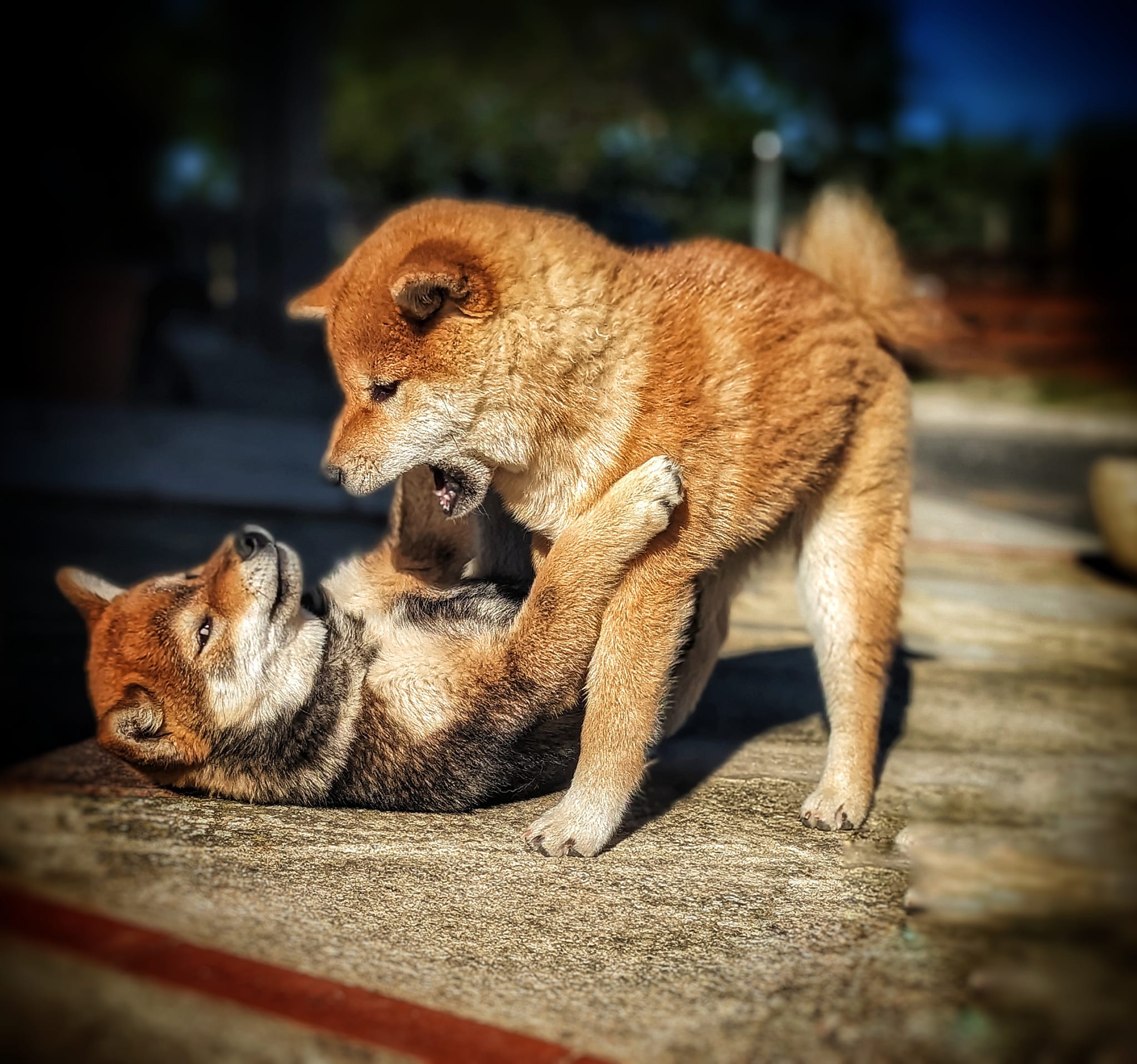 Le plus grand combat est celui où l'on affronte son adversaire convaincu de sa victoire, alors qu'il est en train de perdre 🤣. Tempura et Taïko - Tandem de choc