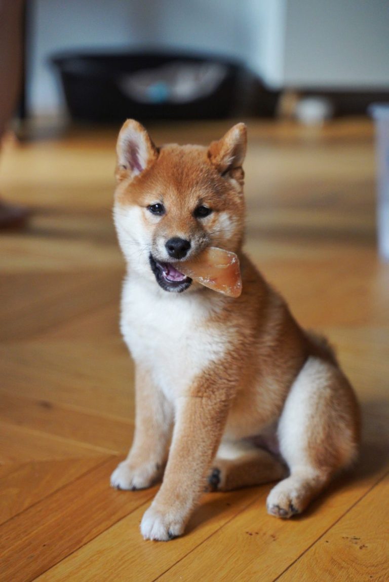 Pourquoi le Shiba Inu est-il devenu le chien le plus photogénique d'Instagram ?