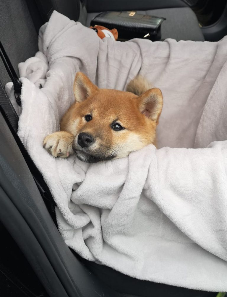 Pourquoi certaines personnes regrettent-elles d’avoir choisi un Shiba Inu ?