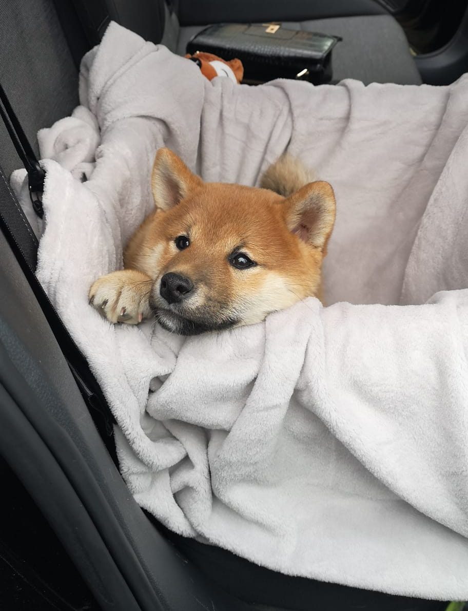 Un Shiba Inu du Royaume d&rsquo;Akuma, calme et attentif dans son lieu de vie