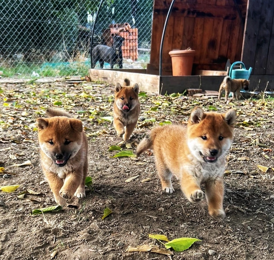 Shiba Inu qui courent librement sur le terrain sécurisé de l’élevage