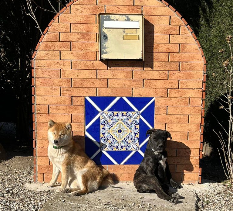 Deux Shiba Inu posés devant la maison