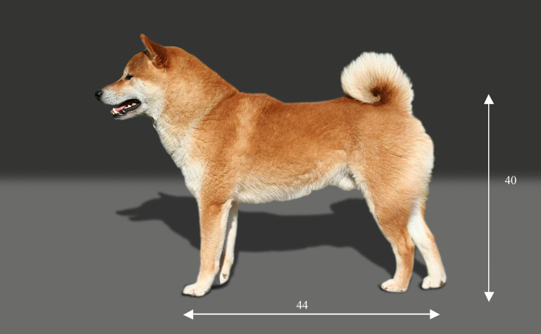 Le Mame Shiba existe-t-il vraiment ?