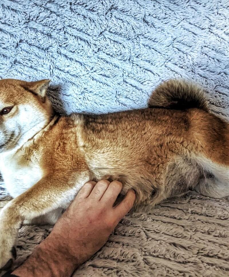 🦊 Puppies in progress 🦊 Nous avons tellement hâte que notre belle Taï nous dévoile ses cadeaux de Noël tout fluffy ♥️