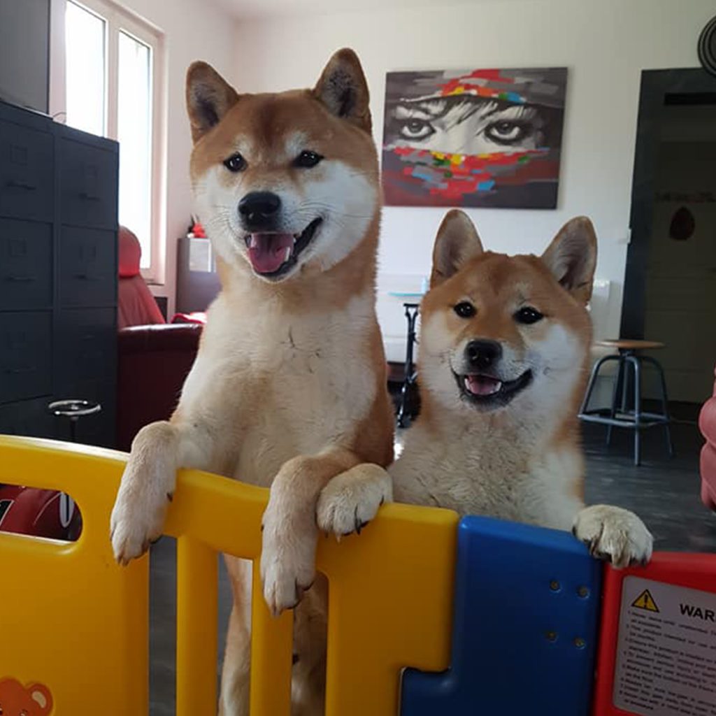 Maras Shima Fujinami, étalon Shiba Inu LOF du Royaume d’Akuma