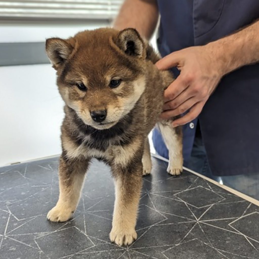 visiter un élevage de shiba inu