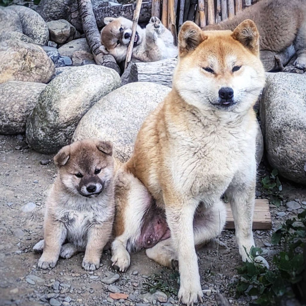 Une femelle Shiba Inu et son chiot, au calme
