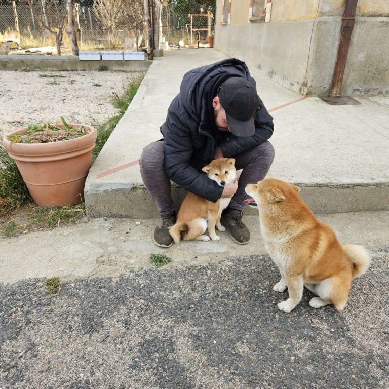 Le quotidien de l elevage de Shiba Inu a Nefiach