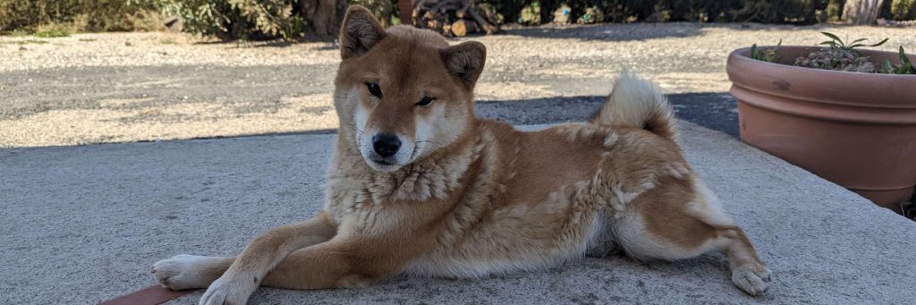 Tanaka Masako, femelle Shiba Inu LOF au pelage fauve, élevage Royaume d'Akuma