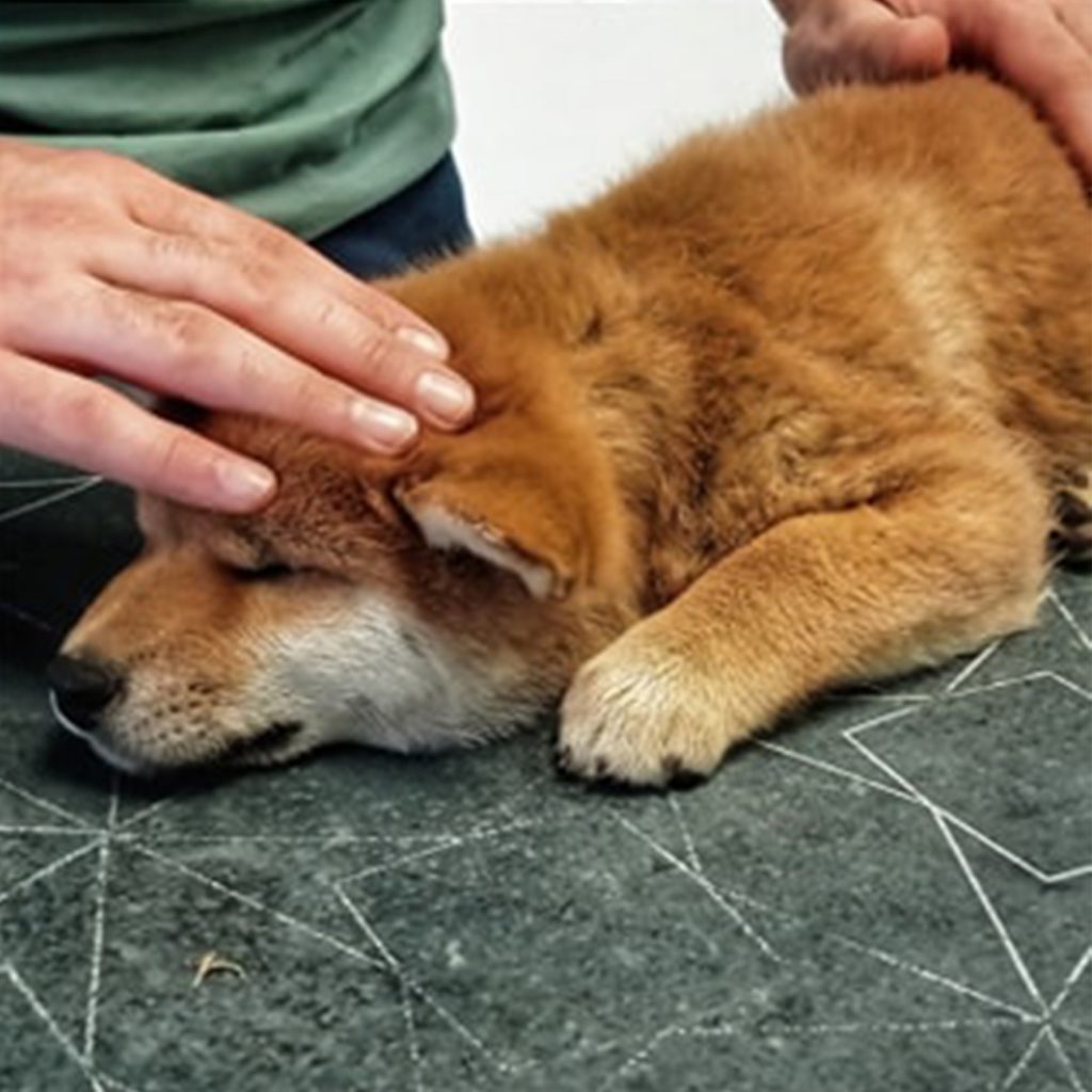 stérilisation du shiba inu