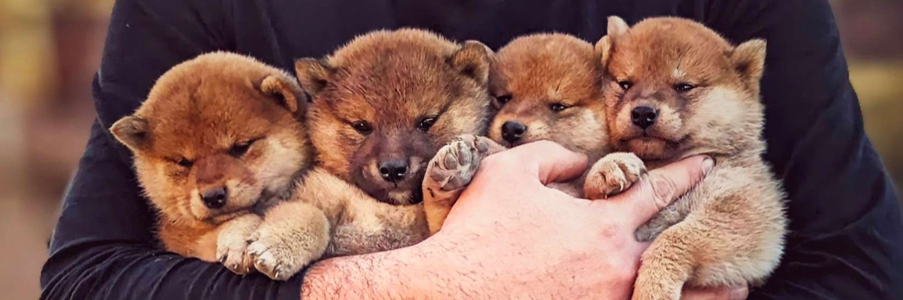 Photo du Royaume d'Akuma, élevage Shiba Inu LOF à Perpignan