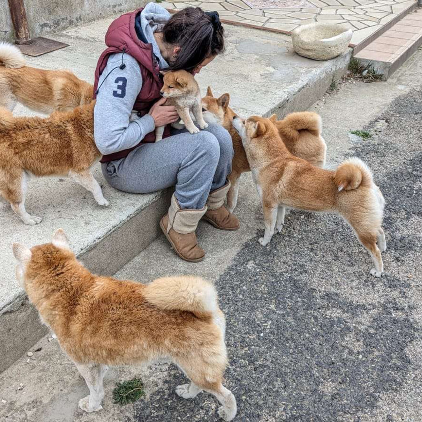 Adèle Pasquier, éleveuse du Royaume d’Akuma, au milieu des Shibas de l’élevage