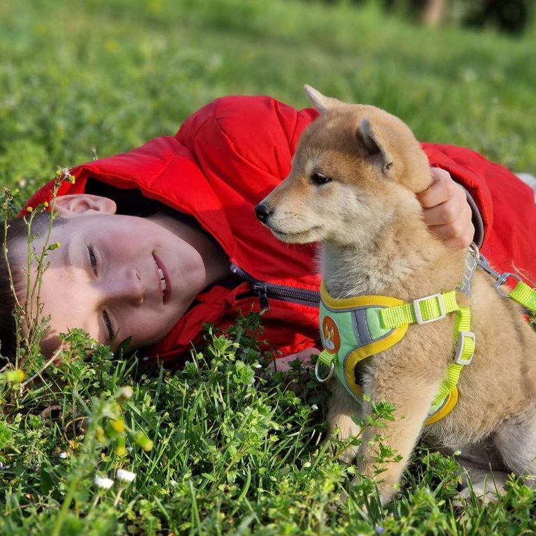 Enfant allongé dans l'herbe avec son jeune Shiba Inu en harnais
