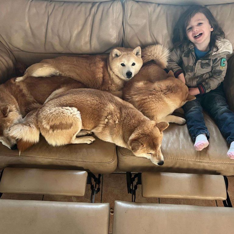 Trois Shiba Inu endormis sur un canapé avec un enfant