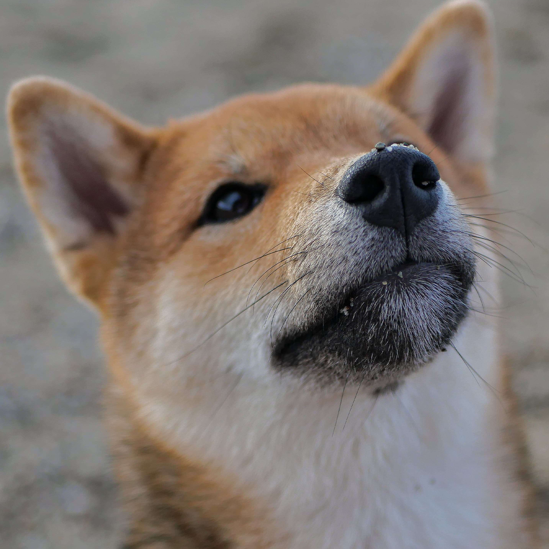 Shiba Inu du Royaume d'Akuma