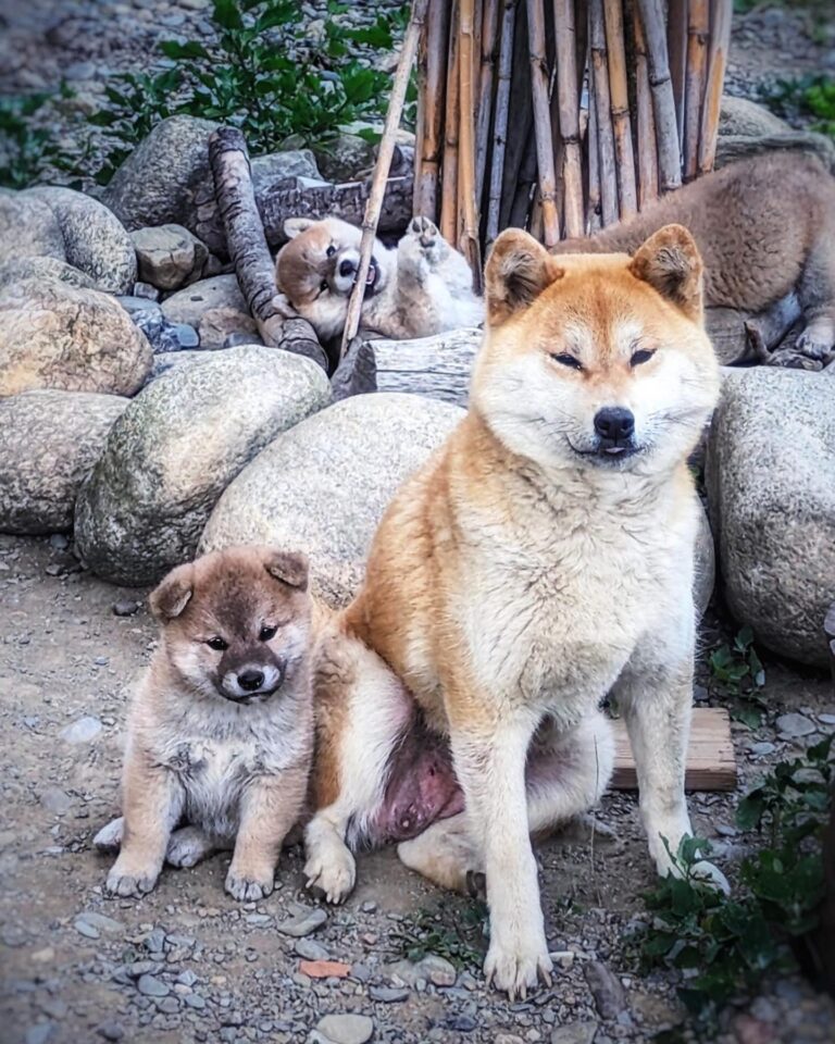 Chiot Shiba Inu auprès de sa mère, premières découvertes dans la maison