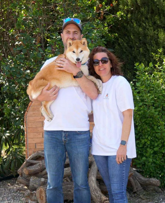 Jeune Shiba Inu installé dans la voiture pour un trajet d’habituation