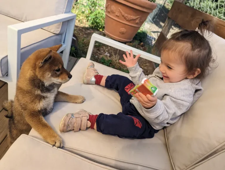 Le Shiba Inu et les enfants : qui doit apprendre à respecter l’autre ?