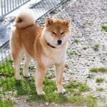 Pitch Go Sakura Kensha