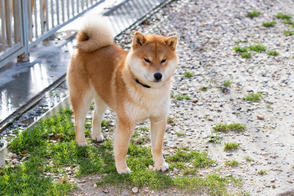 Pitch, Shiba Inu roux