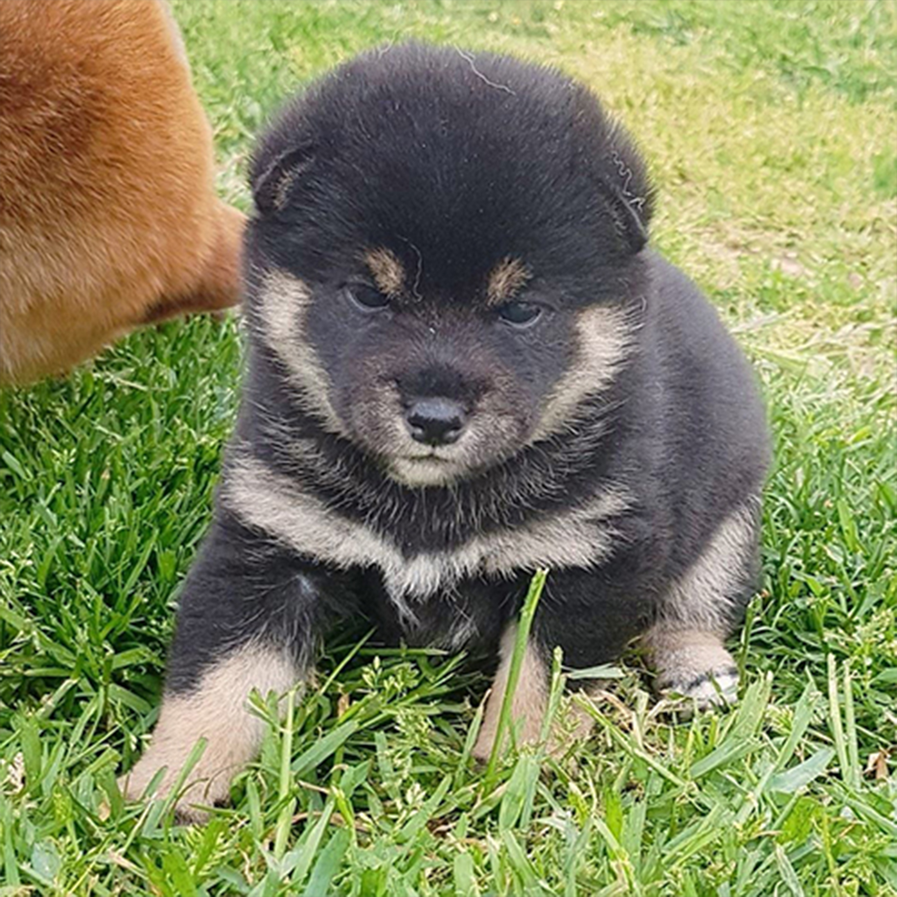 Shiba Inu noir-et-feu adulte, serein face à des bruits urbains