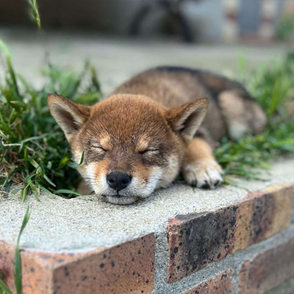 Esprit critique : La méthode positive, ça marche vraiment sur un Shiba ?