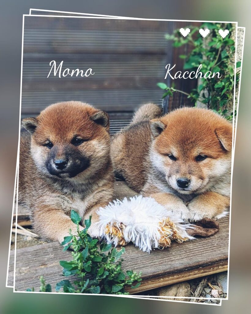 ❤️La vie est trop courte pour ne pas la partager avec un Shiba Inu 🦊 2 des merveilles de Taï et Pitch sont disponibles à la réservation 🥰 Momo femelle rousse…