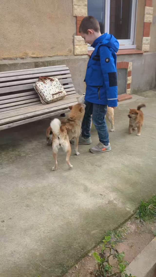 Notre fils dans la cour avec trois Shiba