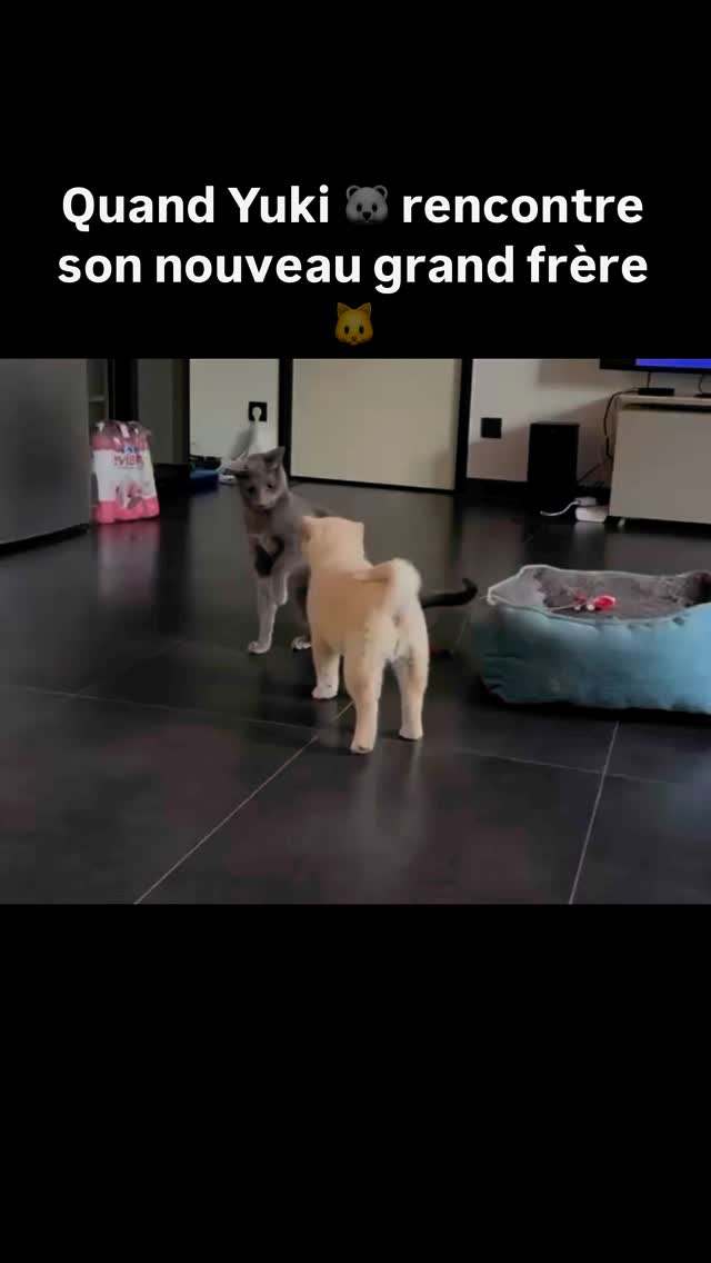 Chiot Shiba Inu dans les bras de sa nouvelle famille