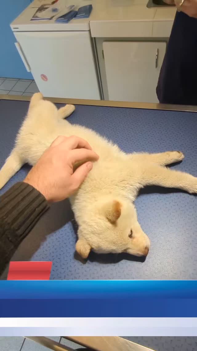 Examen vétérinaire d’un chiot Shiba Inu avant son départ