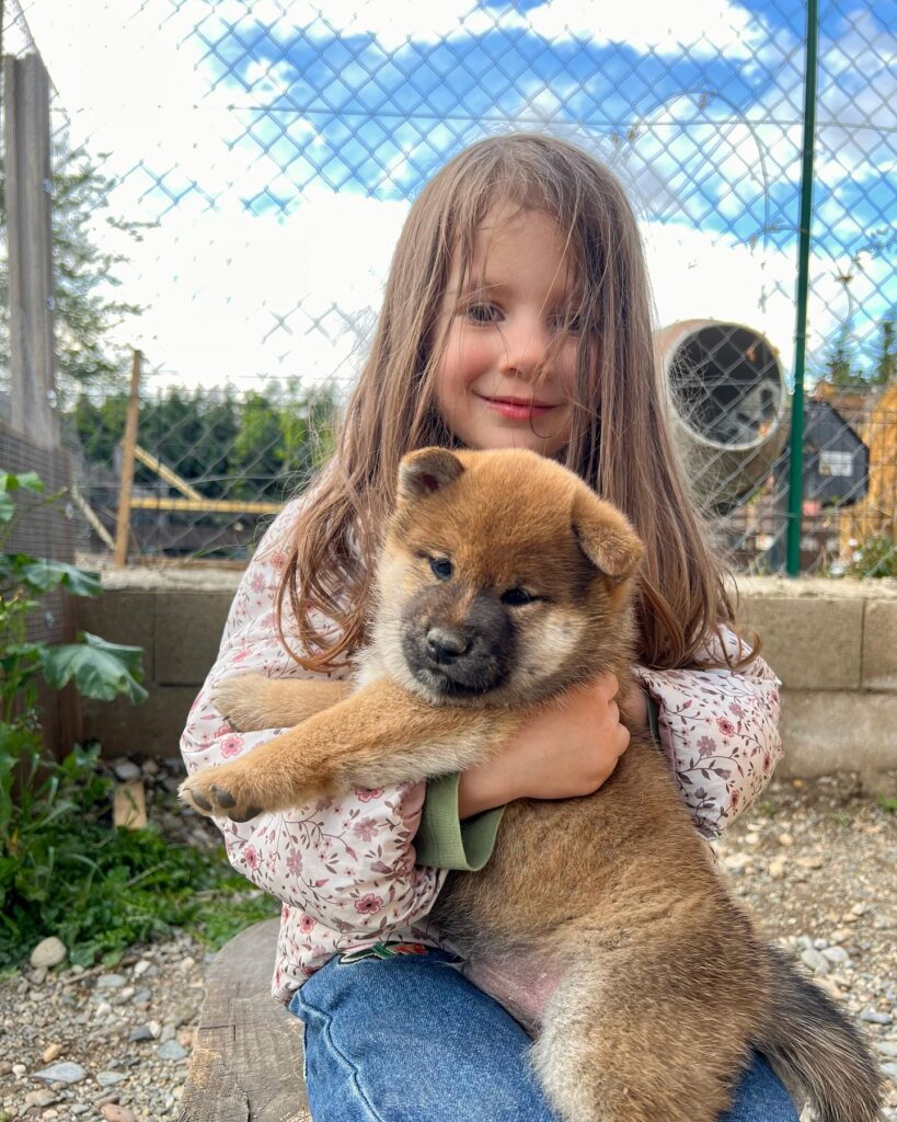 Bébé Mochi 🦊 est D.i.S.P.O.N.i.B.L.E à la réservation 🥰 Il est câlin, joueur, et vraiment trop mignon ❤️ Il aura l’âge de partir pour sa nouvelle vie mi-mai 🌸