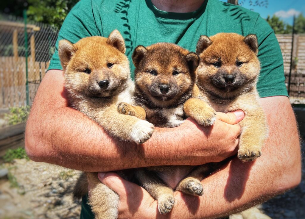 Chiots Shiba Inu du Royaume d’Akuma dans les bras d’Adèle