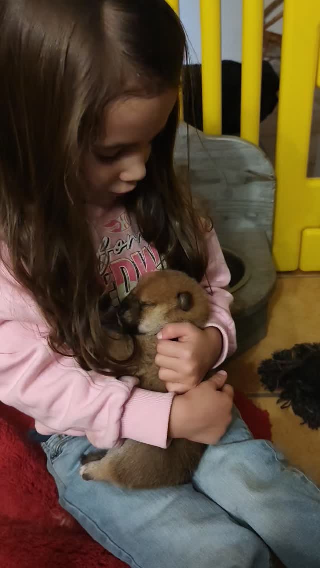 Notre fille tient un chiot Shiba dans ses bras