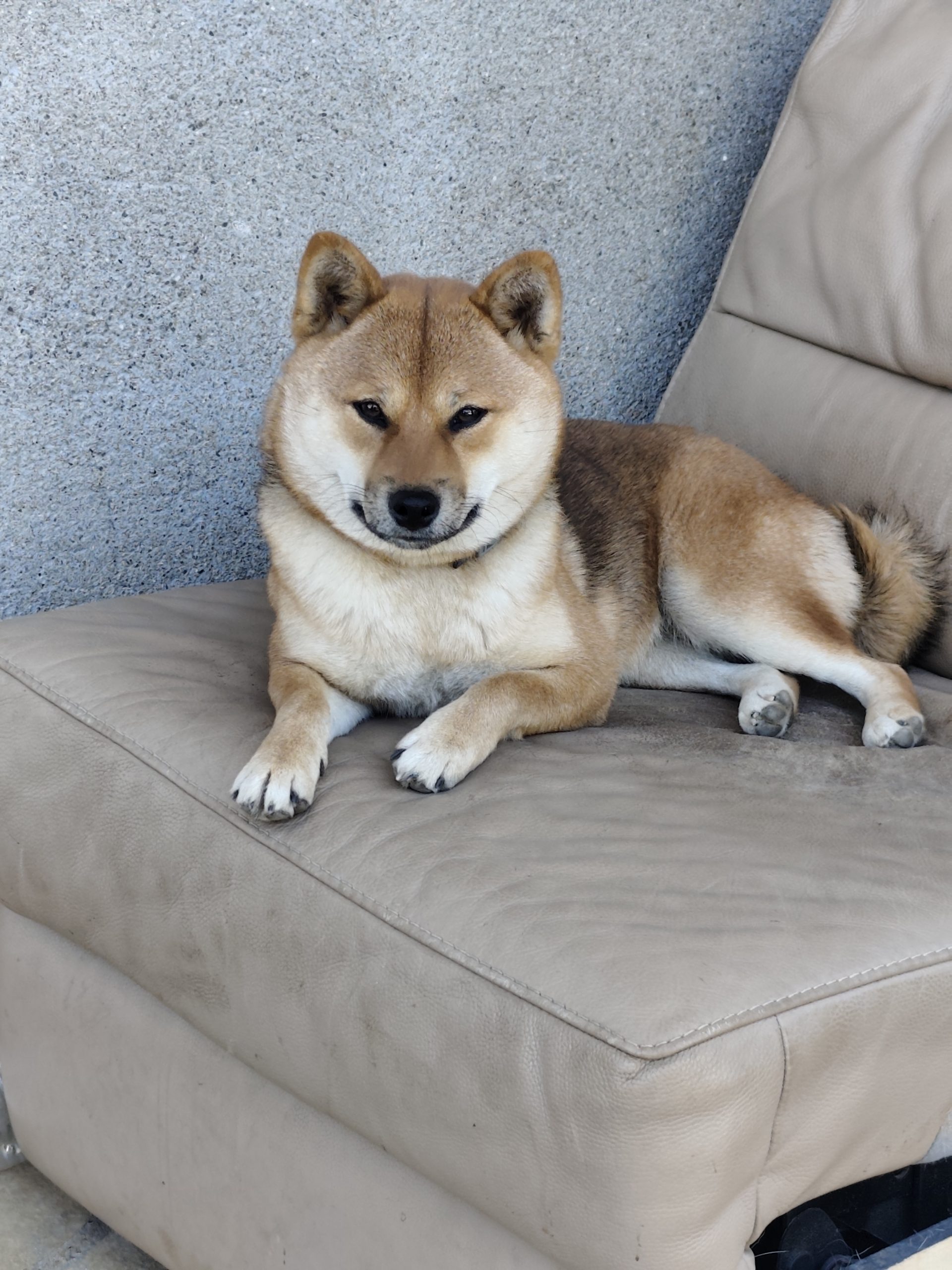 Photo du Royaume d'Akuma, élevage Shiba Inu LOF à Perpignan