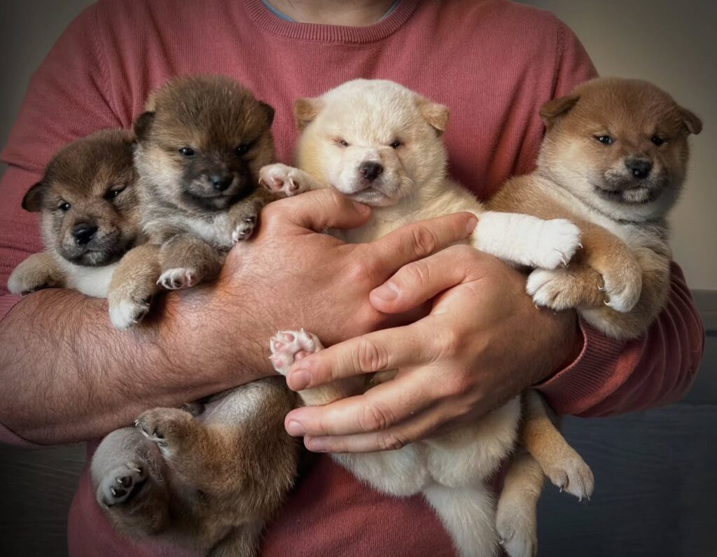 Chiot Shiba Inu en phase d’exploration au Royaume d’Akuma