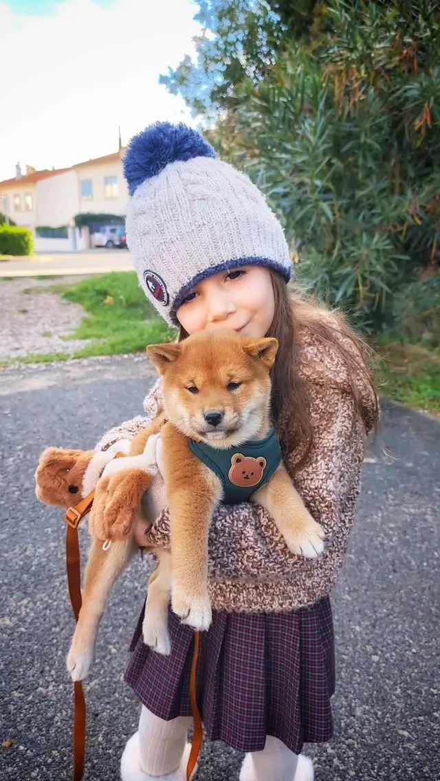 Charlotte et Foxie, chiot Shiba Inu de sept semaines, au marché du village près de Néfiach