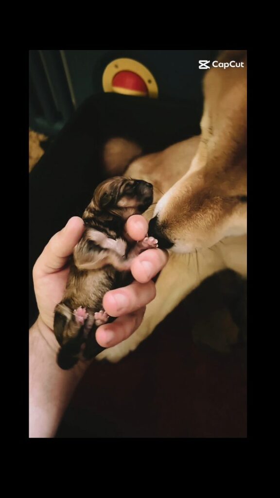 Nouveau-nés Shiba Inu blottis contre leur mère, dans la pièce de naissance