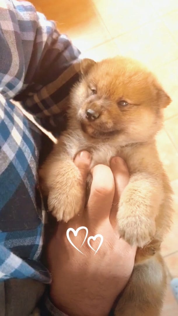 Chiot Shiba Inu de deux semaines tenu dans les mains