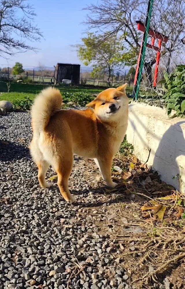 MOMO fille de Tai la plus choupinette qui soit non ?