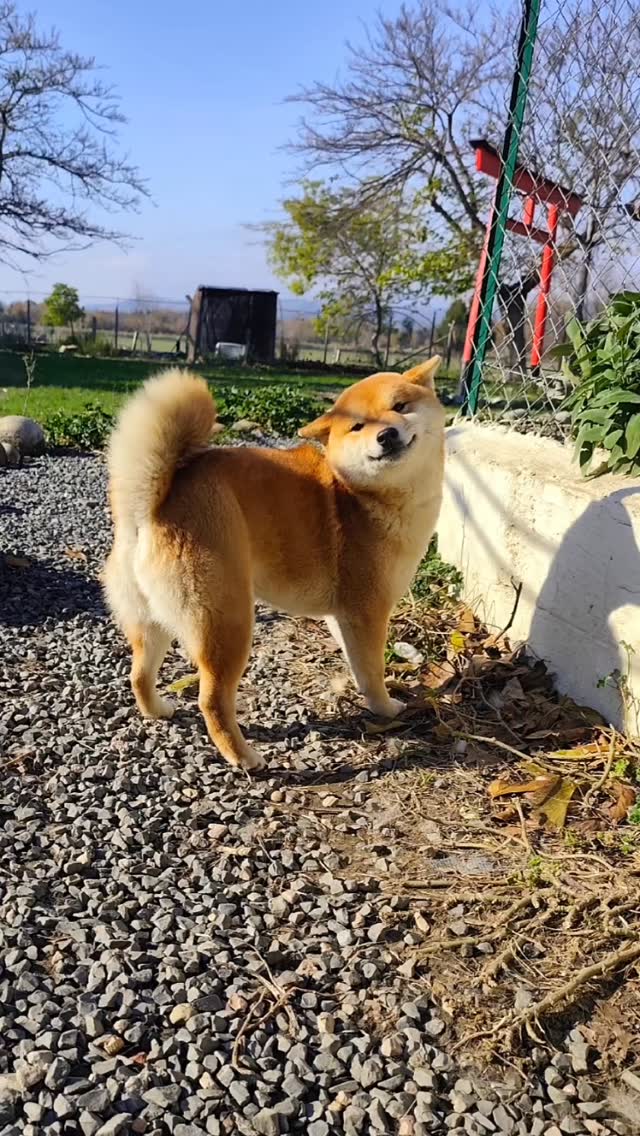 Vesta du Royaume d’Akuma, Shiba Inu présenté au Royaume d’Akuma