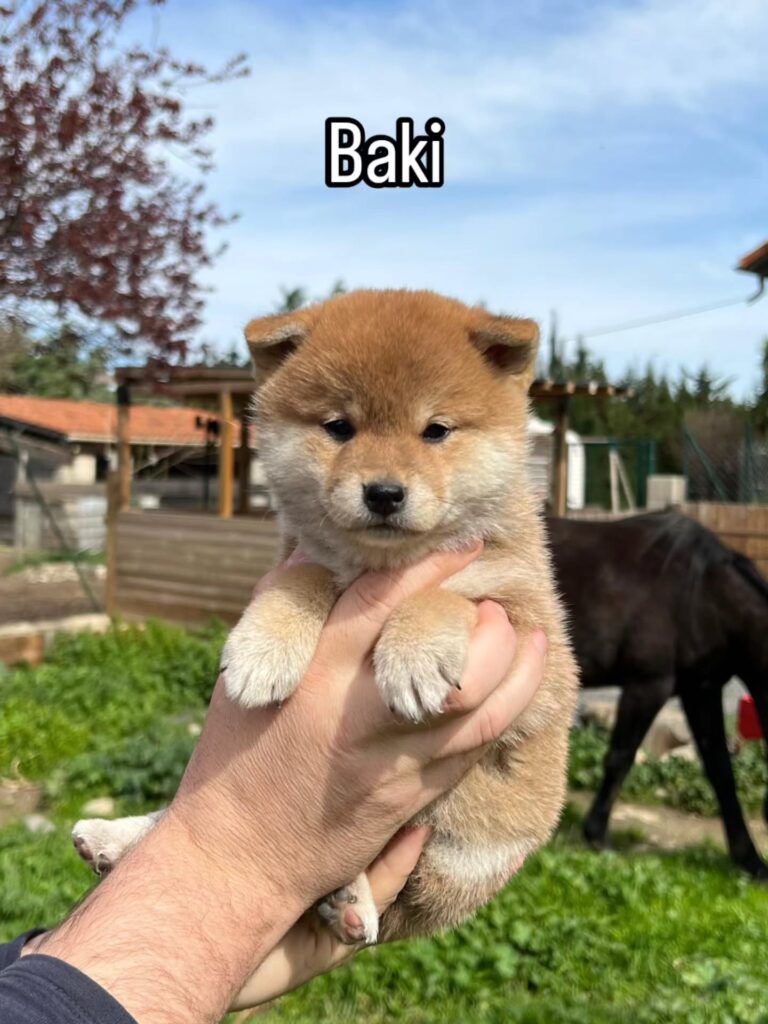 On vous présente les bébés de queeny Une portée riche en couleur Perso on adore ❤️