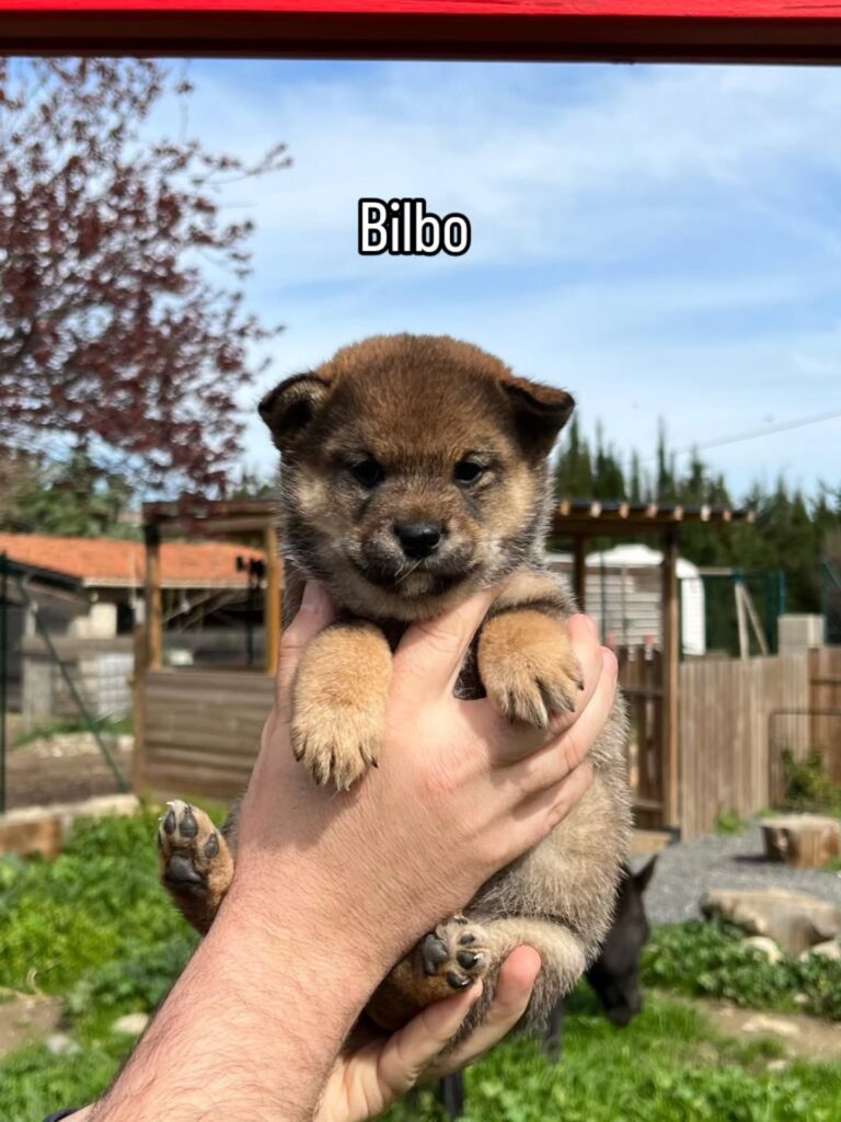 On vous présente les bébés de queeny Une portée riche en couleur Perso on adore ❤️