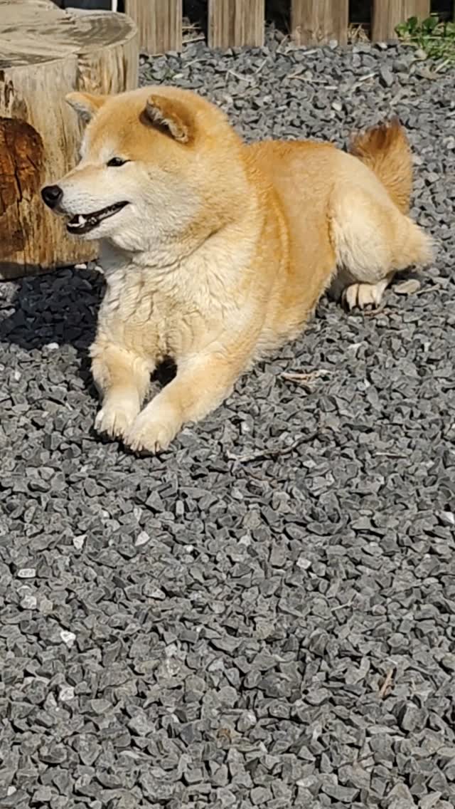 Taiko, Shiba Inu rousse du Royaume d’Akuma